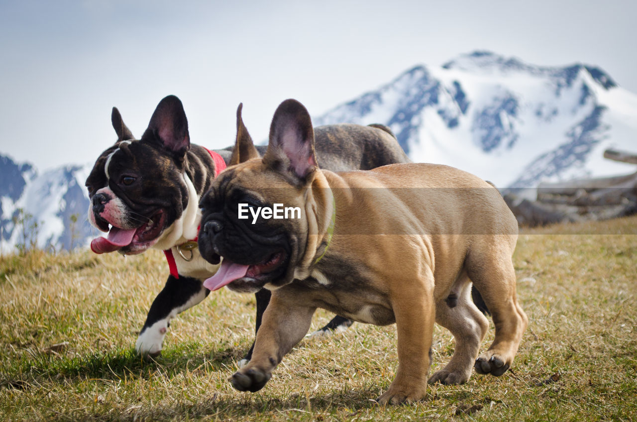 Dogs running on field against snowcapped mountains