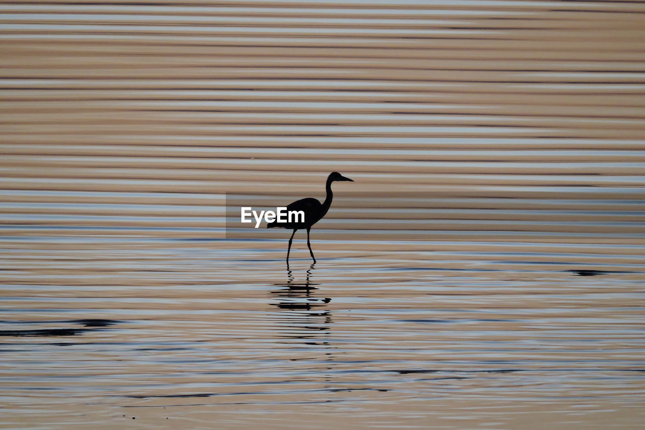 Side view of bird on beach