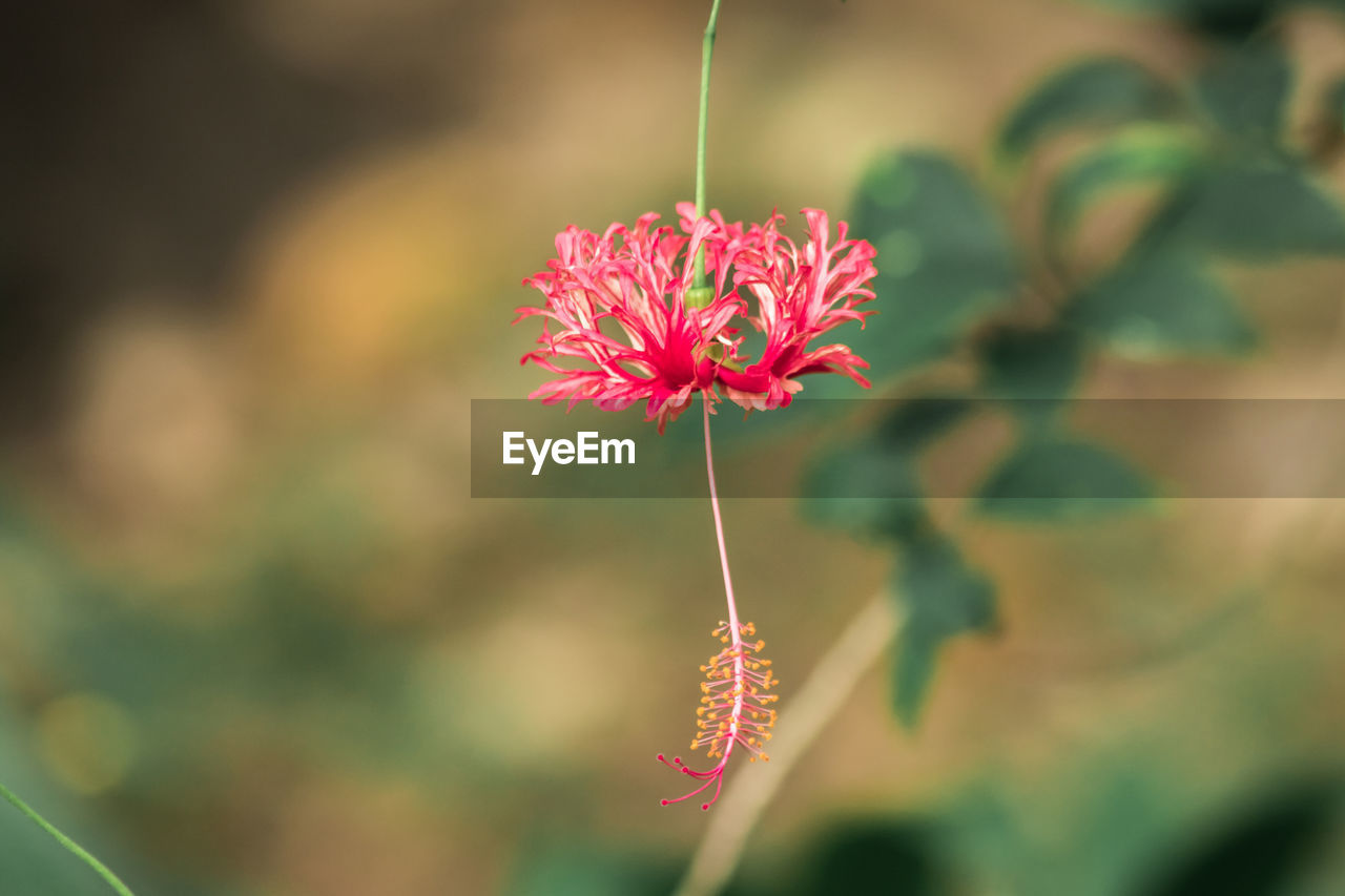 flower, plant, flowering plant, beauty in nature, nature, freshness, green, close-up, fragility, leaf, focus on foreground, macro photography, blossom, pink, flower head, growth, inflorescence, petal, wildflower, red, outdoors, no people, selective focus, plant stem, plant part, day, springtime, botany, multi colored, summer