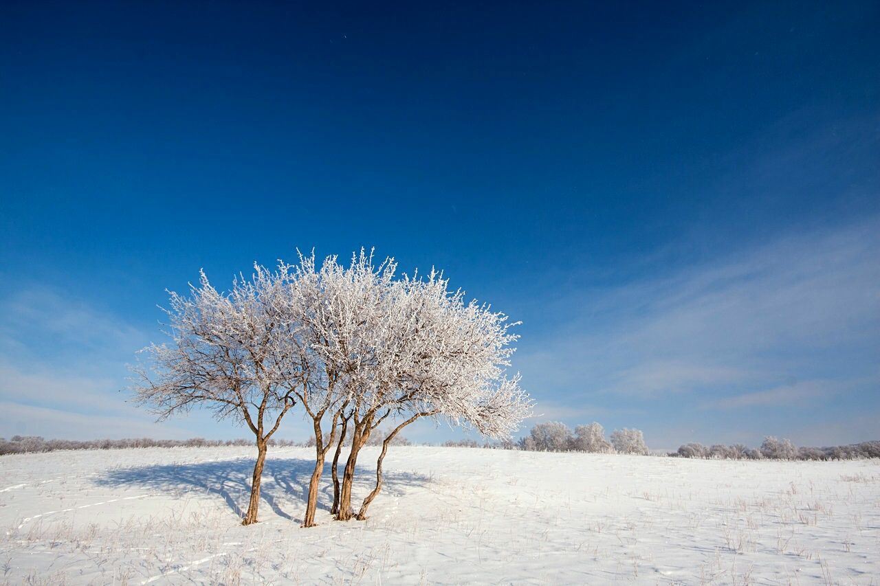 Bare trees on field against cloudy sky