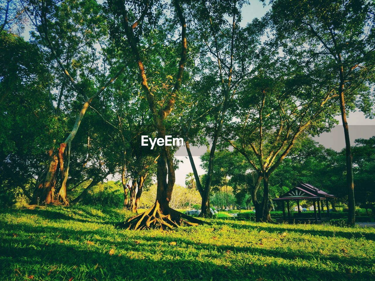 TREES AND PLANTS ON FIELD