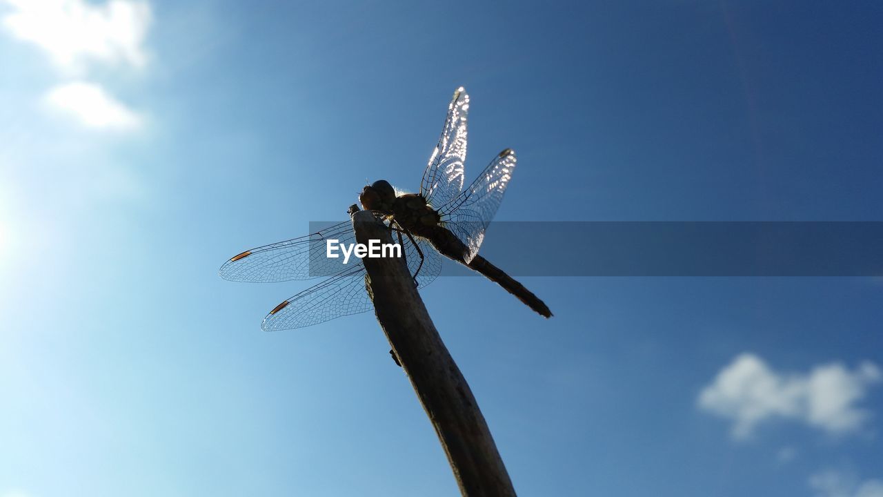 Low angle view of plant against the sky