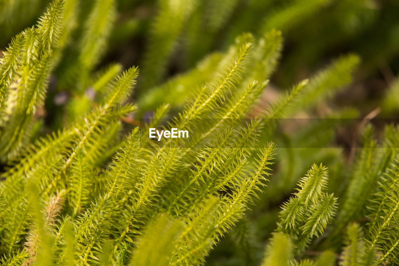 Close-up of fern leaves