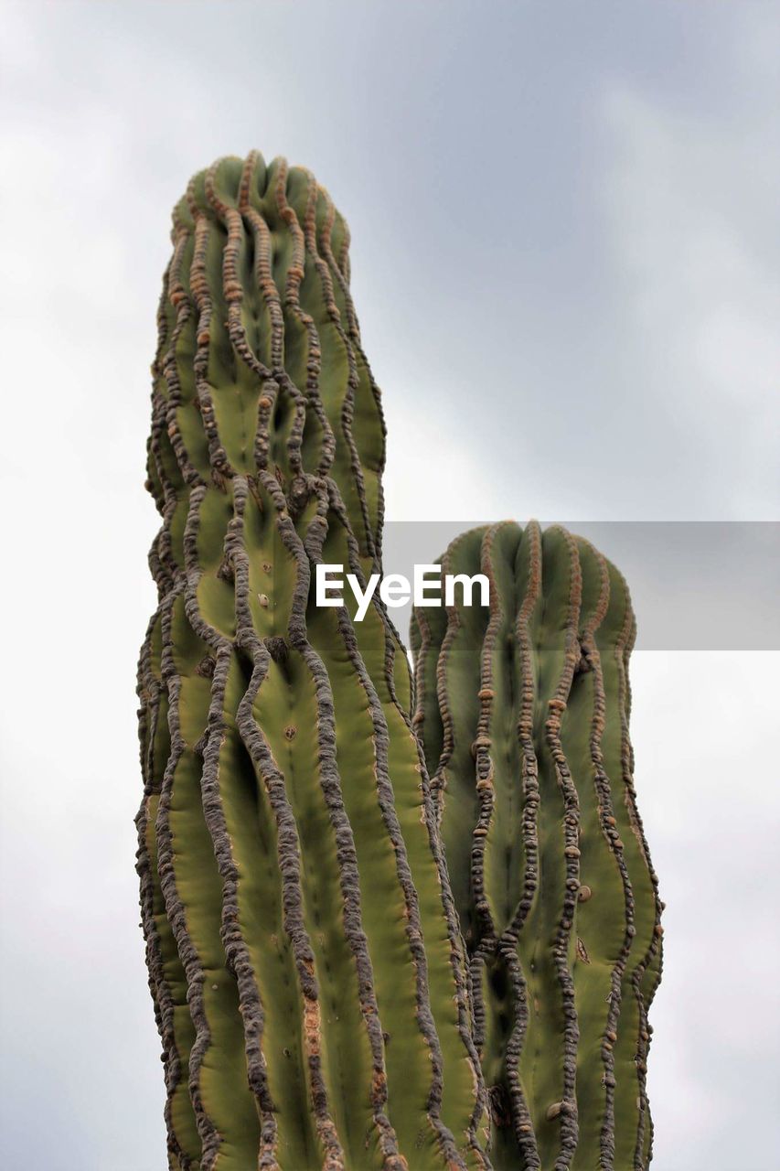 CLOSE-UP OF PRICKLY PEAR CACTUS IN DESERT