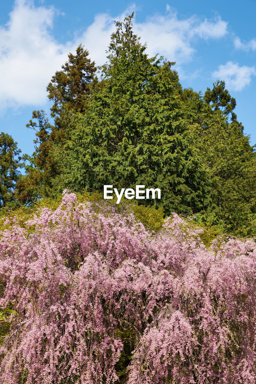 Low angle view of pink flowering trees on field against sky