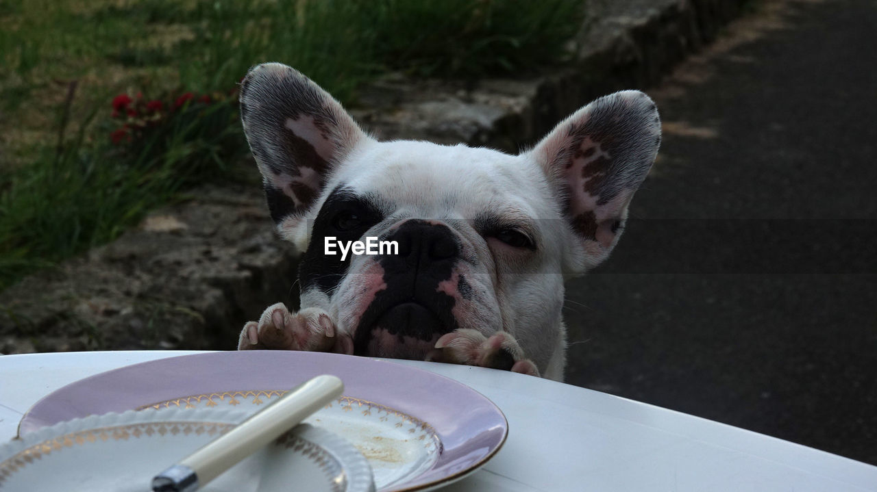 CLOSE-UP PORTRAIT OF WHITE DOG IN MOUTH OPEN