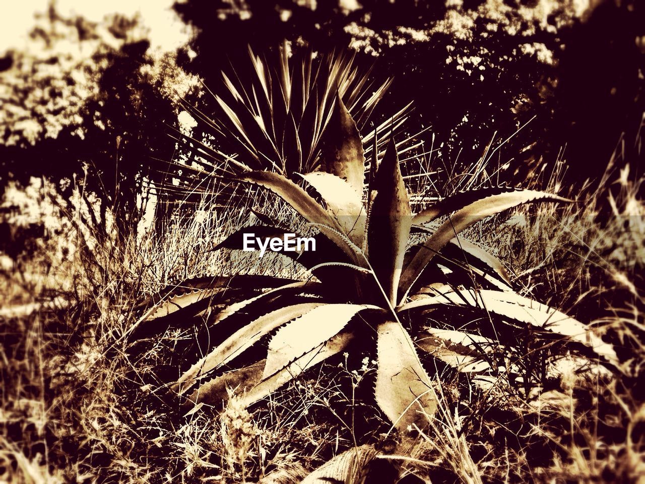 Cactus growing on field