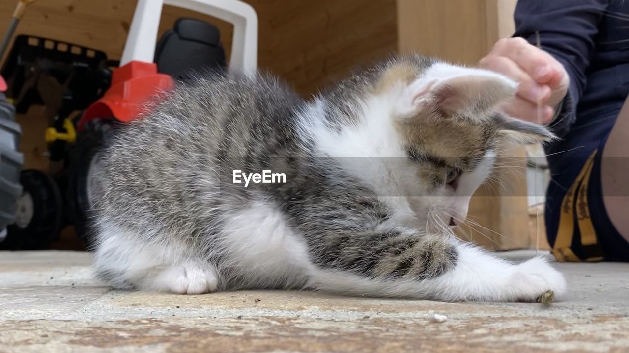 Close-up of kitten playing on street