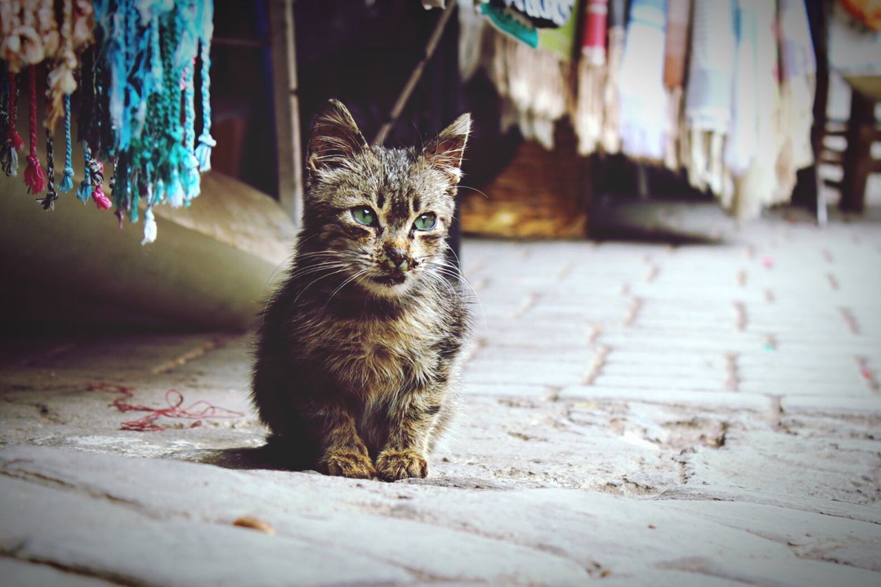 Close-up of stray kitten sitting on footpath in textile market