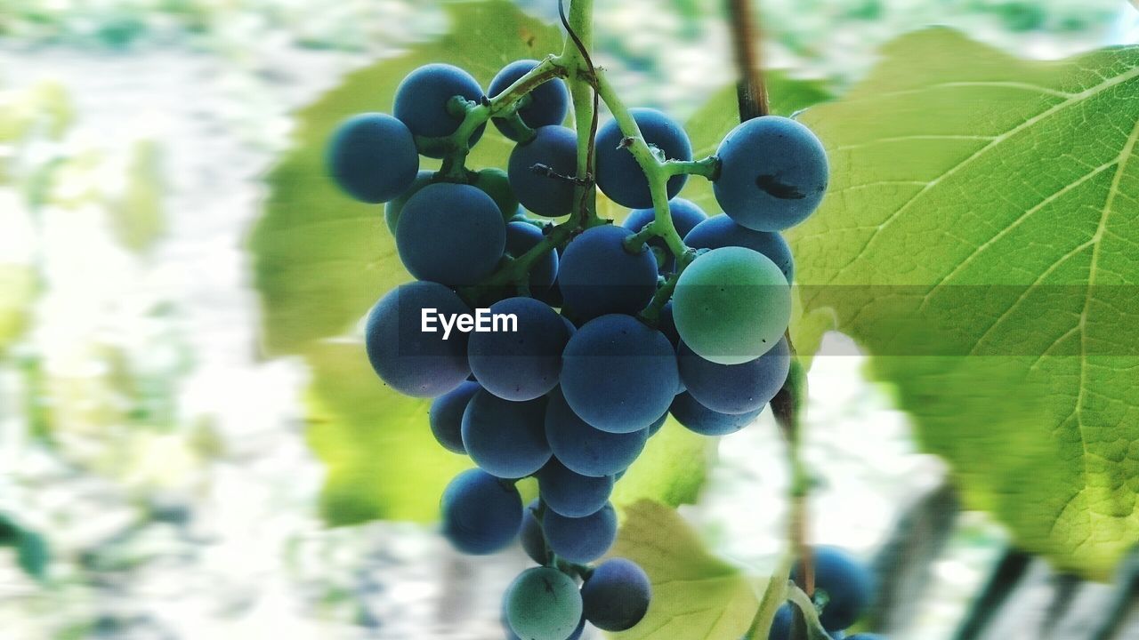 Close-up of grapes growing in vine
