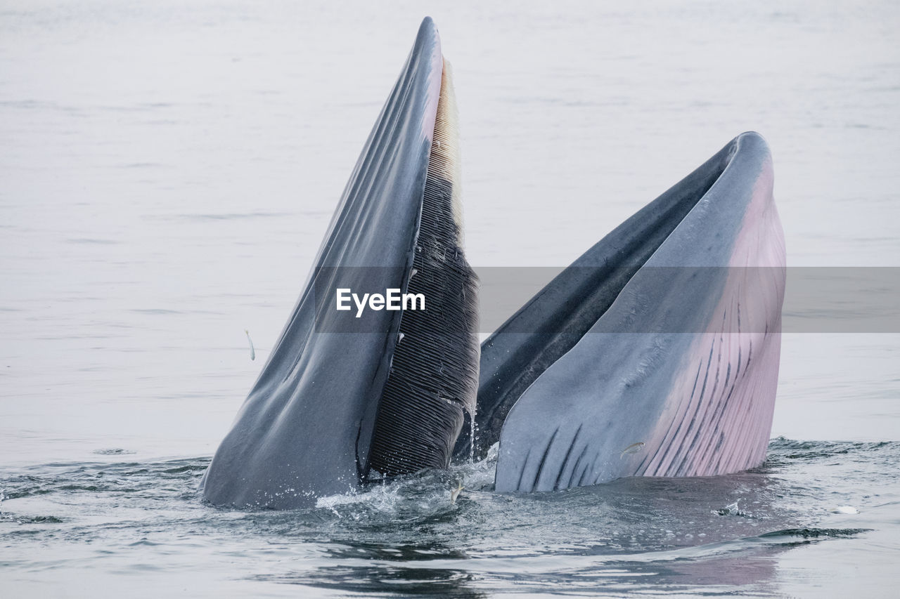 Close-up of whale swimming in sea