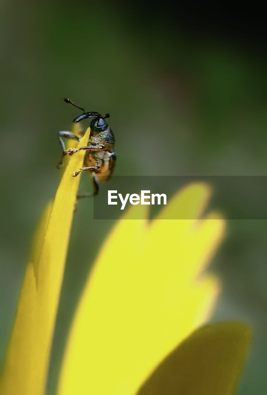 Close-up of insect on yellow flower