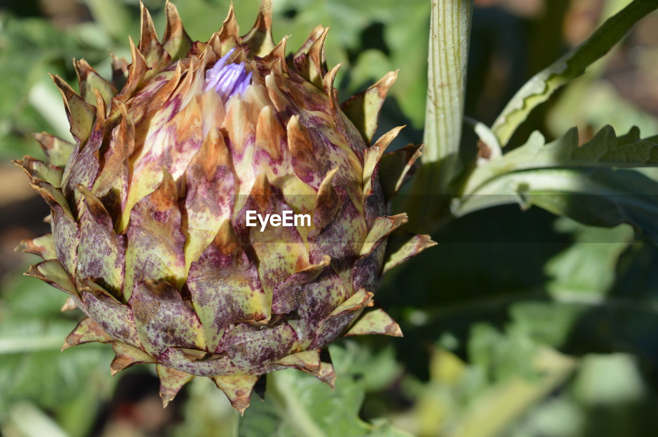 Close-up of purple flowering plant