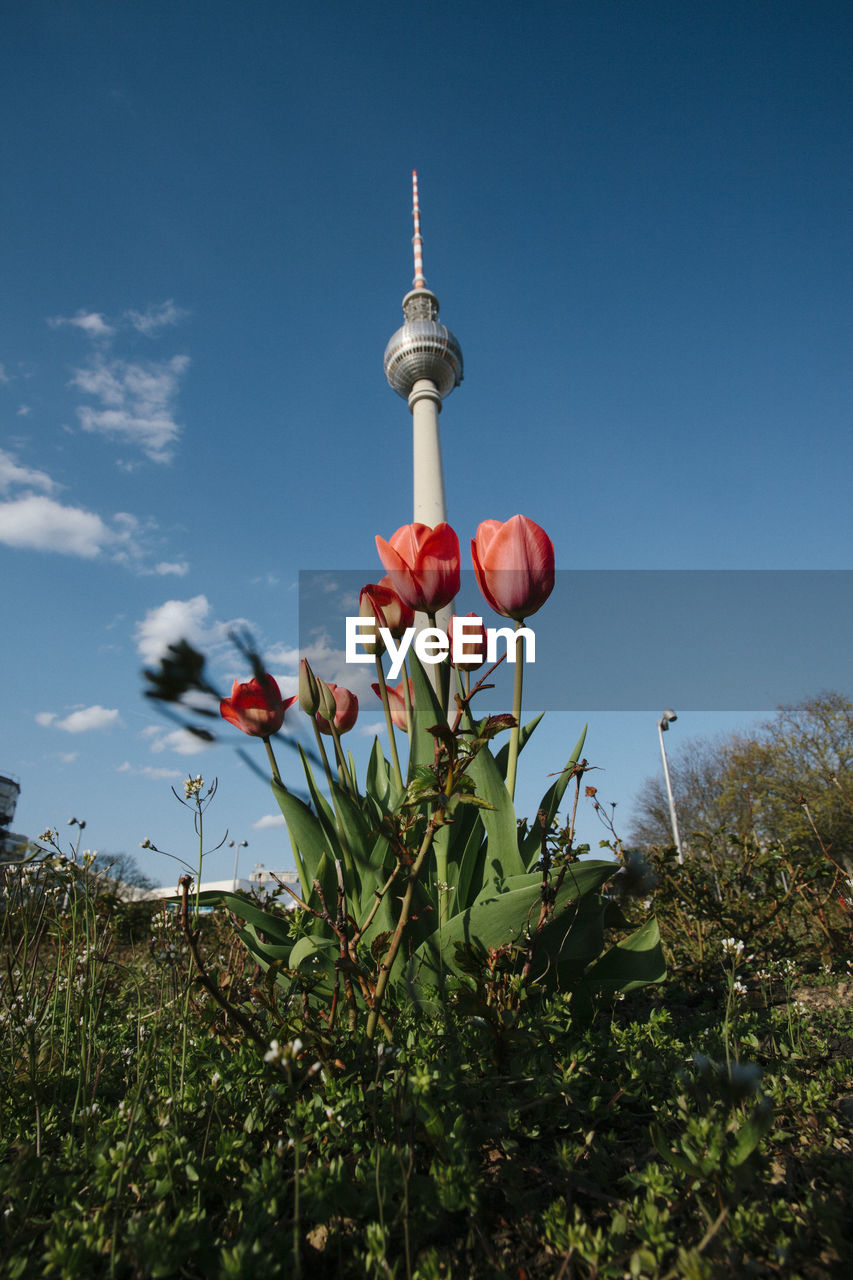 Low angle view of flowering plant against sky, spring in berlin at tv tower