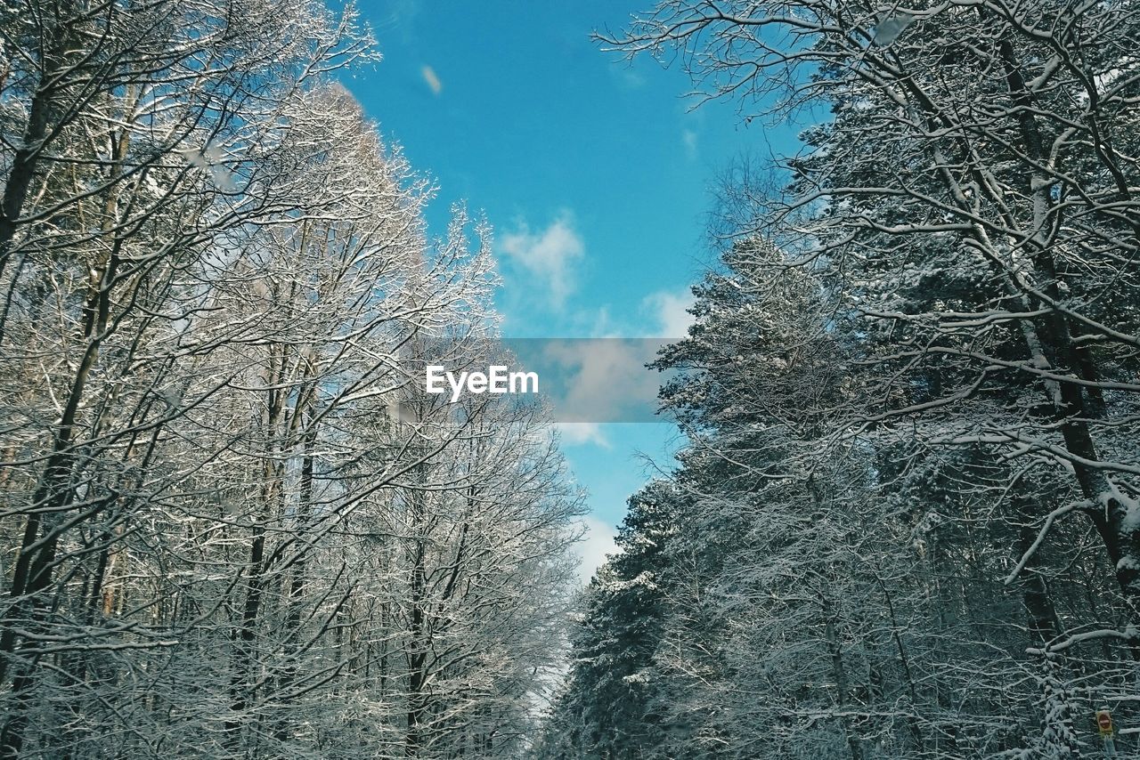 Low angle view of bare trees in forest