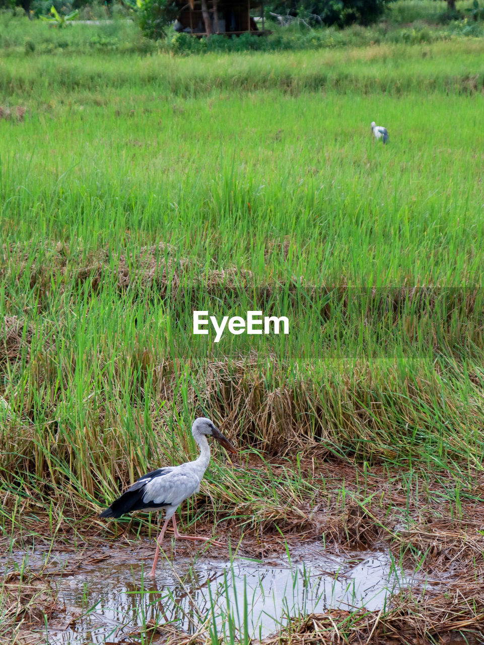 BIRD PERCHING ON GRASS