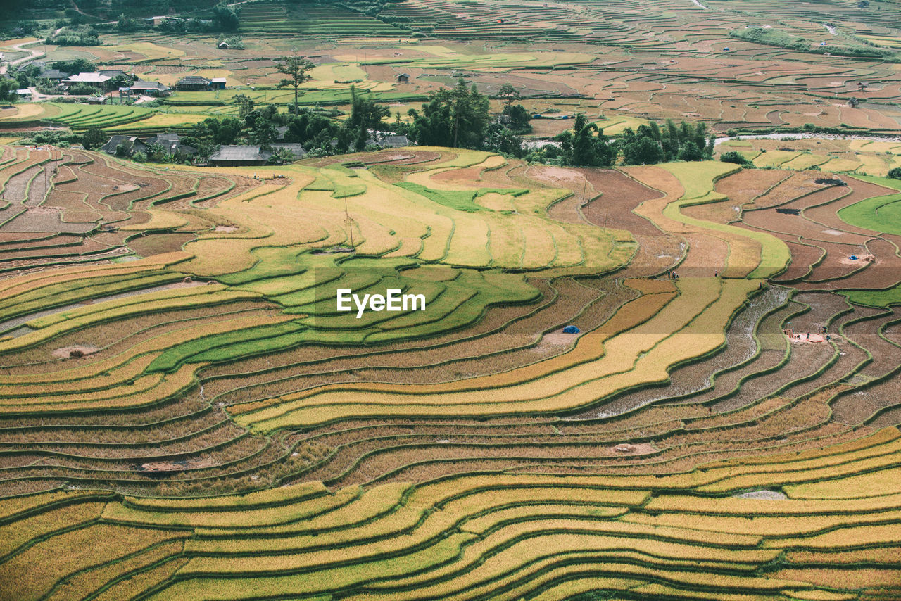 Scenic view of rice field