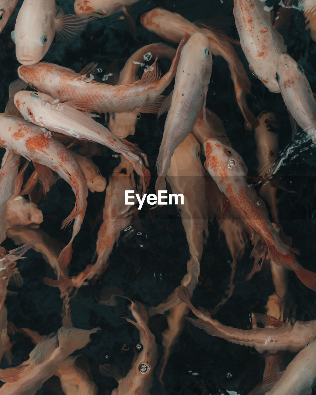FULL FRAME SHOT OF FISH SWIMMING