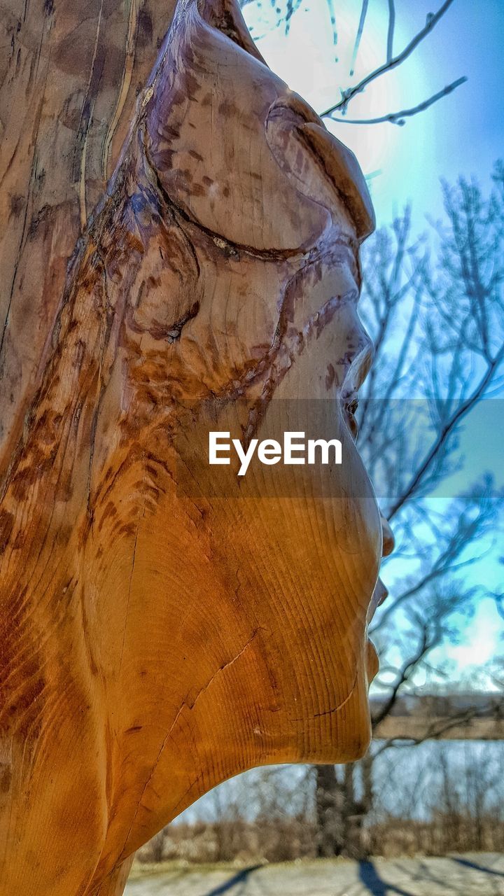 CLOSE-UP OF FROZEN TREE TRUNK