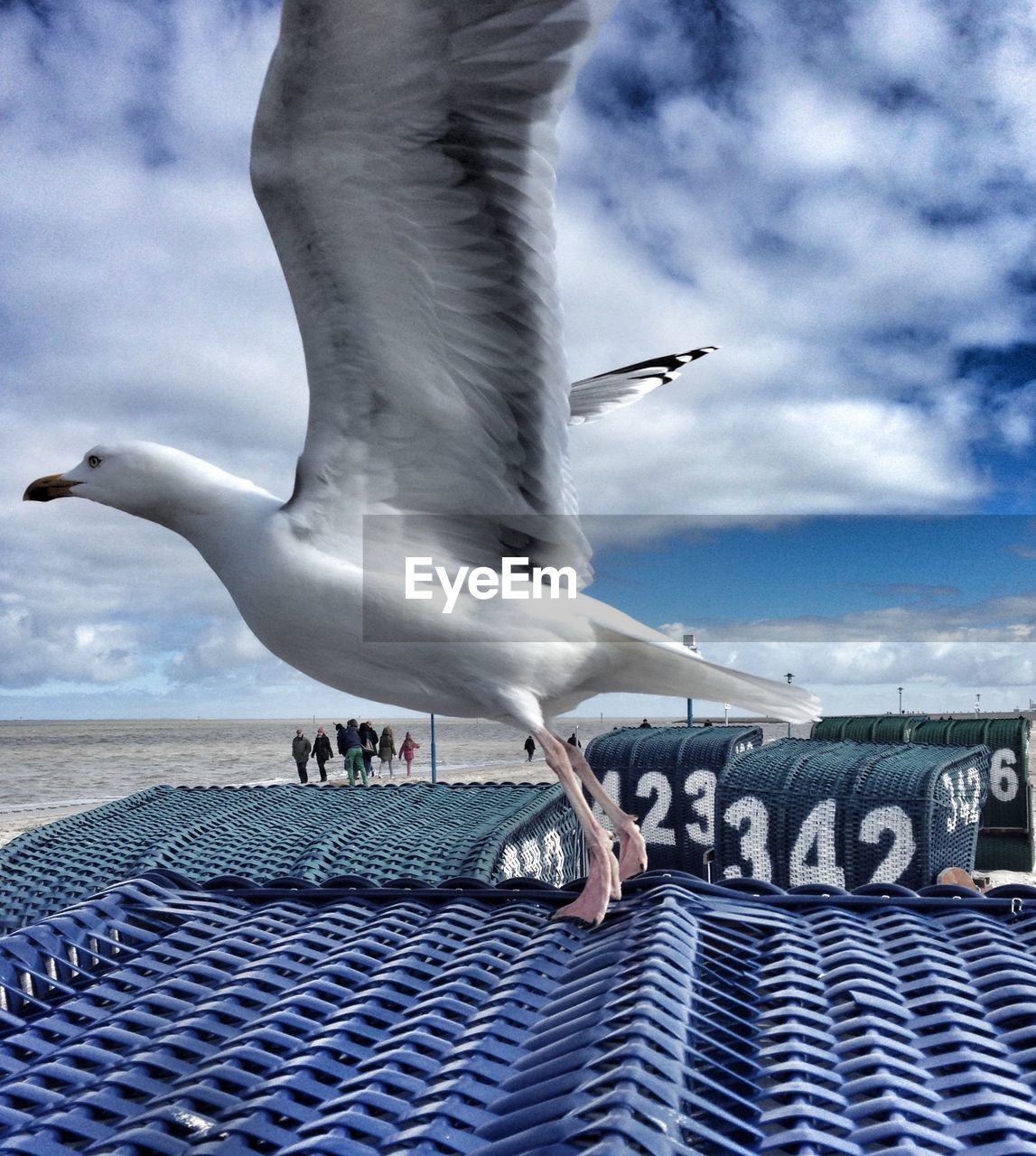 Close-up of seagull flying over sea against sky