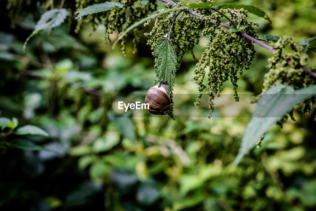 CLOSE-UP OF SNAIL ON PLANT