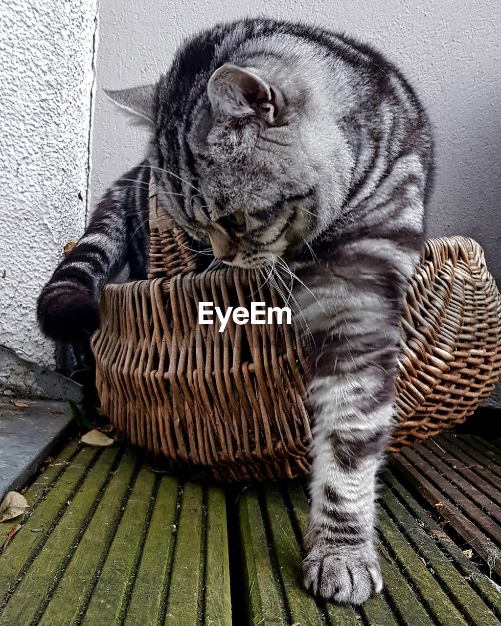 PORTRAIT OF A CAT SITTING ON BASKET