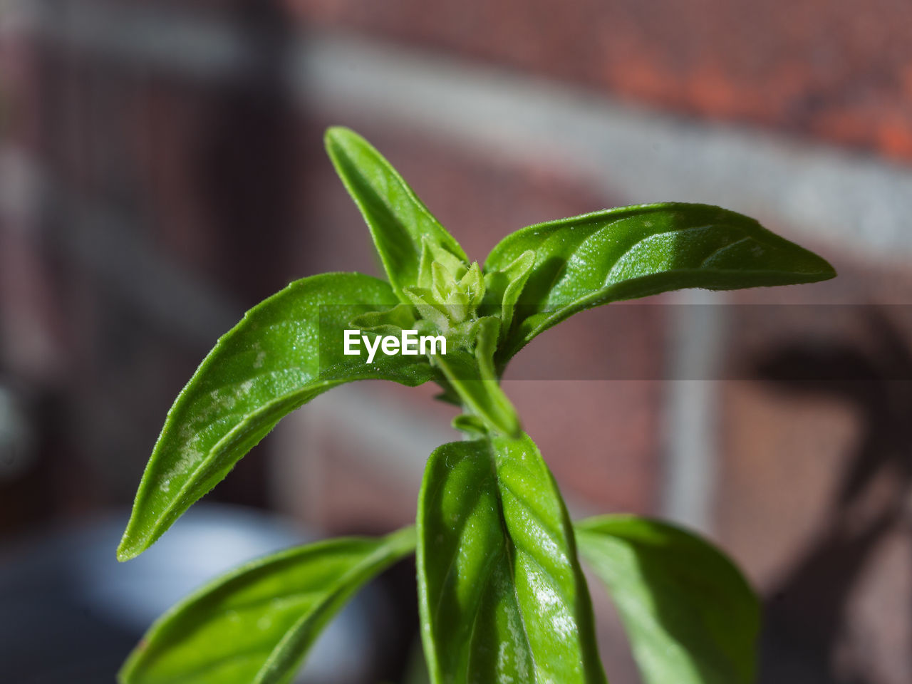 Close-up of plant growing outdoors