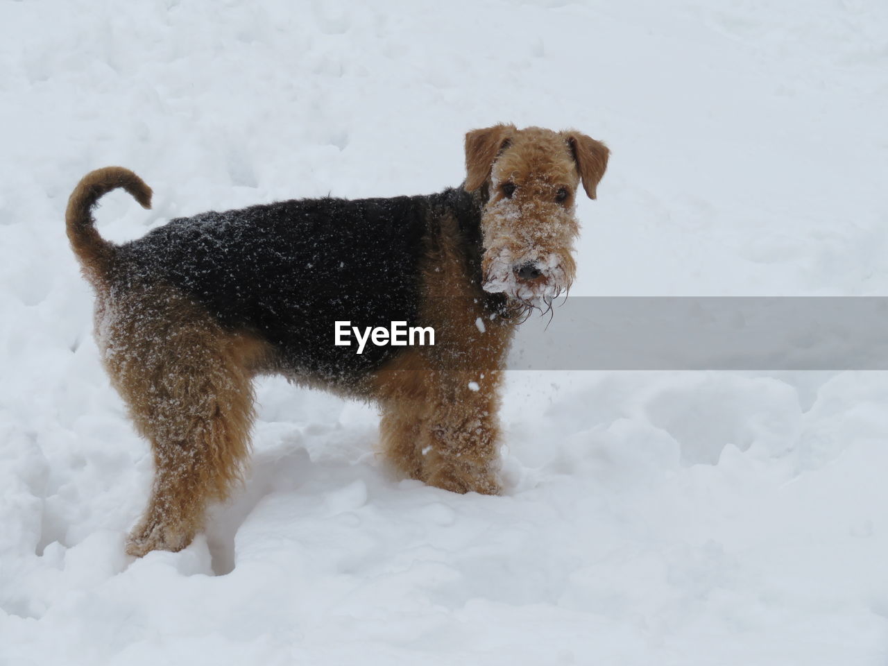 Dog on snow field