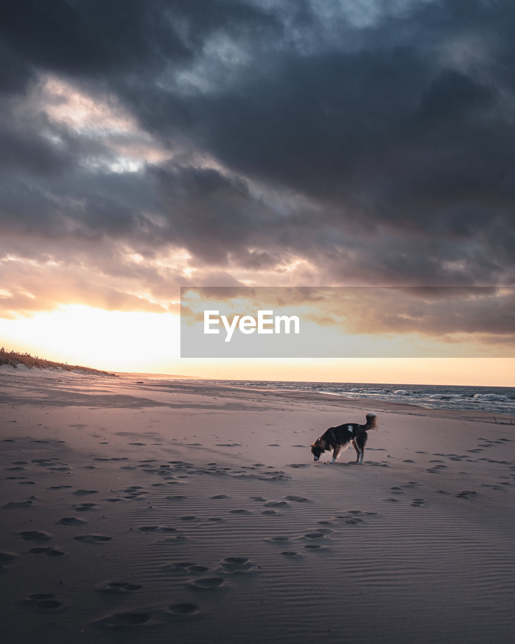 VIEW OF DOG ON BEACH AGAINST SKY