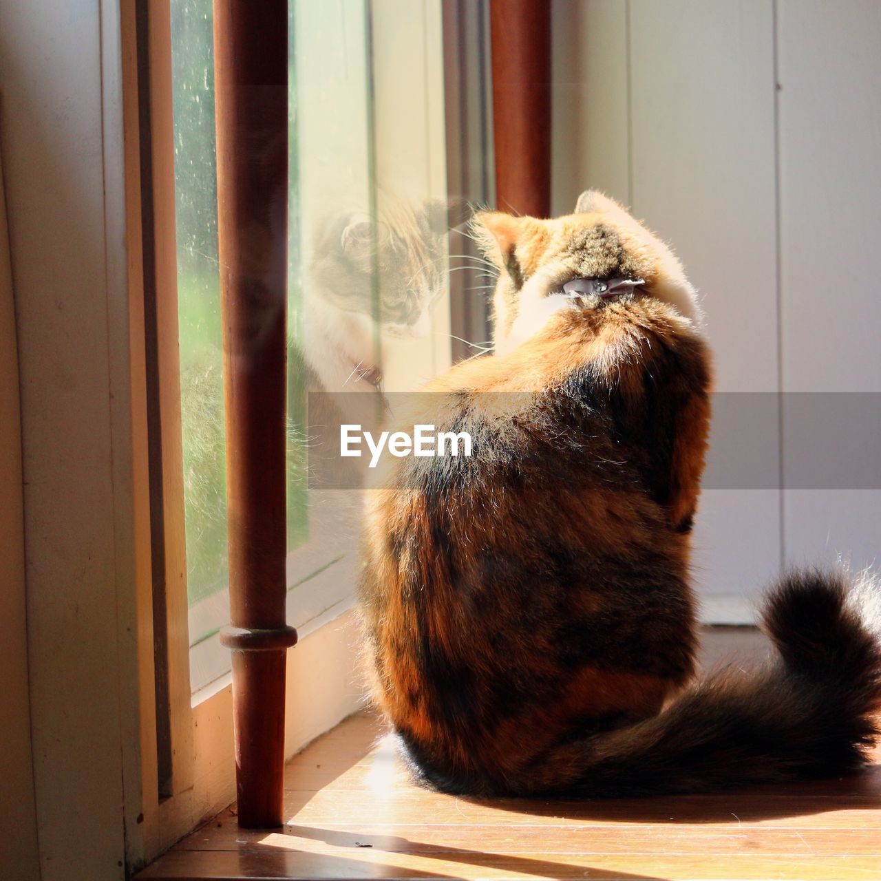 Close-up of cat sitting by door at home