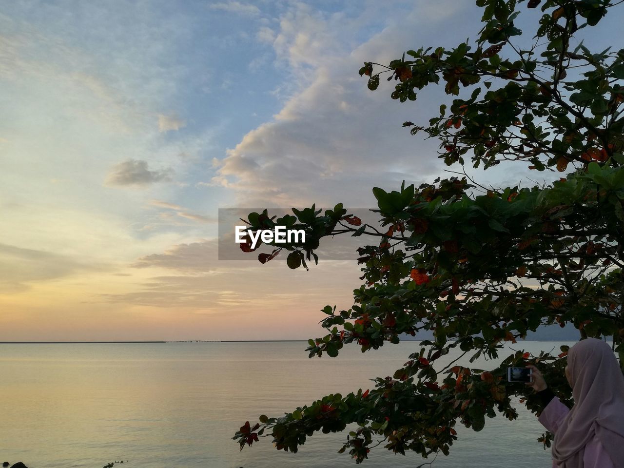 TREE AGAINST SEA