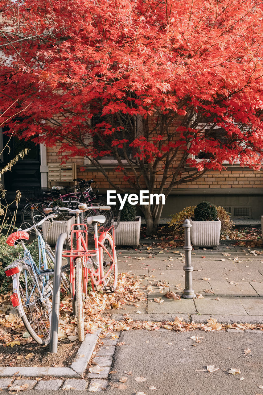 Bicycles parked by tree in park during autumn