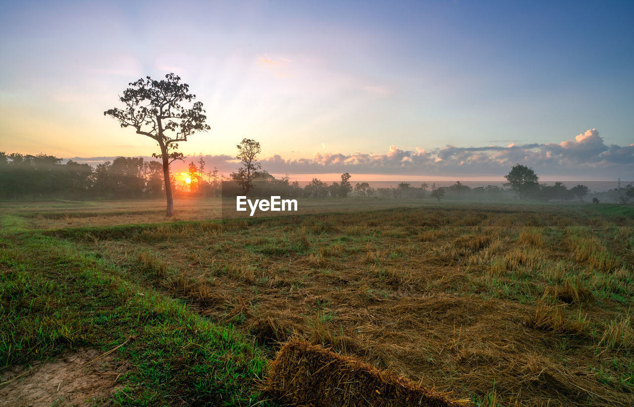 landscape, environment, sky, nature, plant, sunset, land, field, scenics - nature, sun, tree, beauty in nature, rural scene, grass, agriculture, cloud, tranquility, horizon, fog, twilight, sunlight, hill, rural area, tranquil scene, no people, dawn, crop, sunbeam, farm, outdoors, plain, evening, meadow, natural environment, idyllic, non-urban scene, blue, social issues, summer, growth, forest, multi colored, travel, autumn, orange color, environmental conservation, horizon over land, travel destinations, prairie, food and drink, food, back lit, lens flare, freshness, dramatic sky