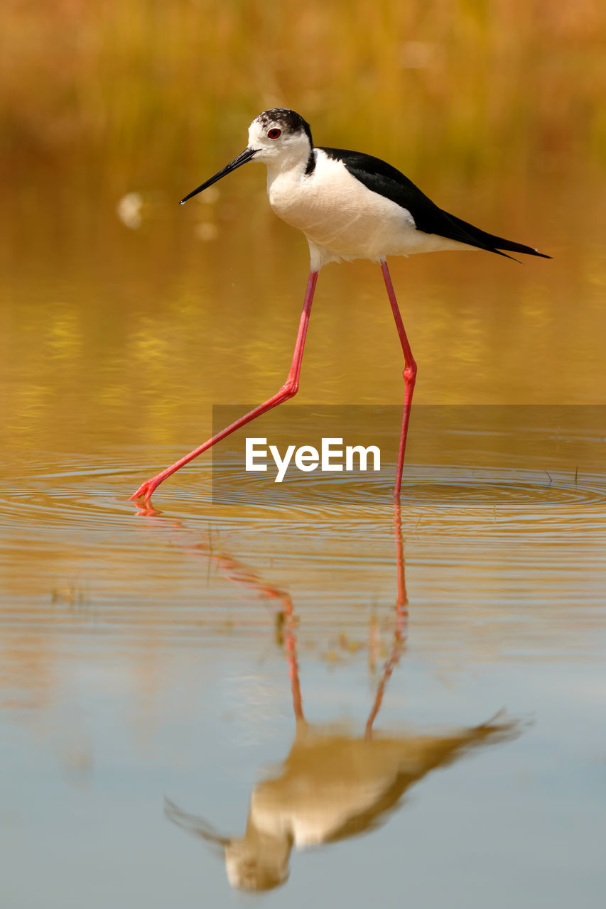 BIRD IN LAKE