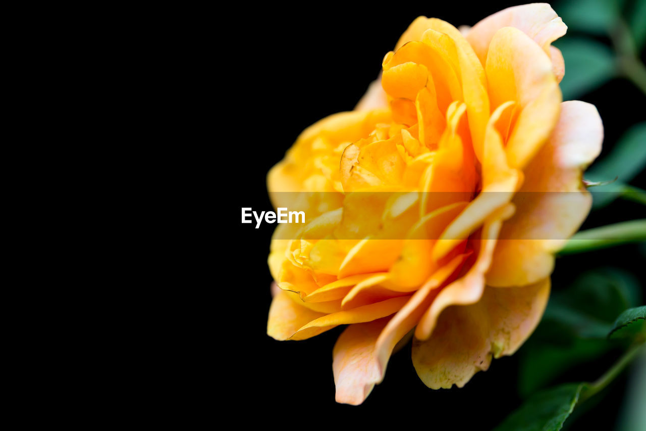 CLOSE-UP OF YELLOW ROSE OVER BLACK BACKGROUND