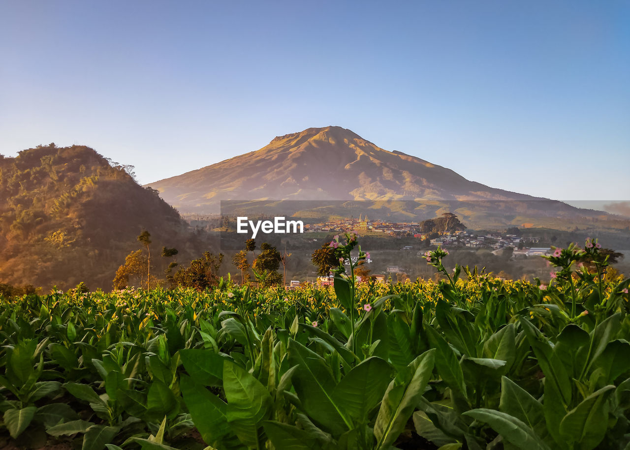 Scenic view of field against clear sky