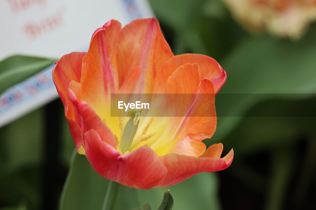 flowering plant, flower, plant, freshness, petal, beauty in nature, close-up, fragility, flower head, inflorescence, nature, growth, macro photography, focus on foreground, tulip, yellow, no people, plant stem, botany, outdoors, leaf, plant part, blossom, springtime, pollen, orange color, day, stamen, red, lily, vibrant color, pink
