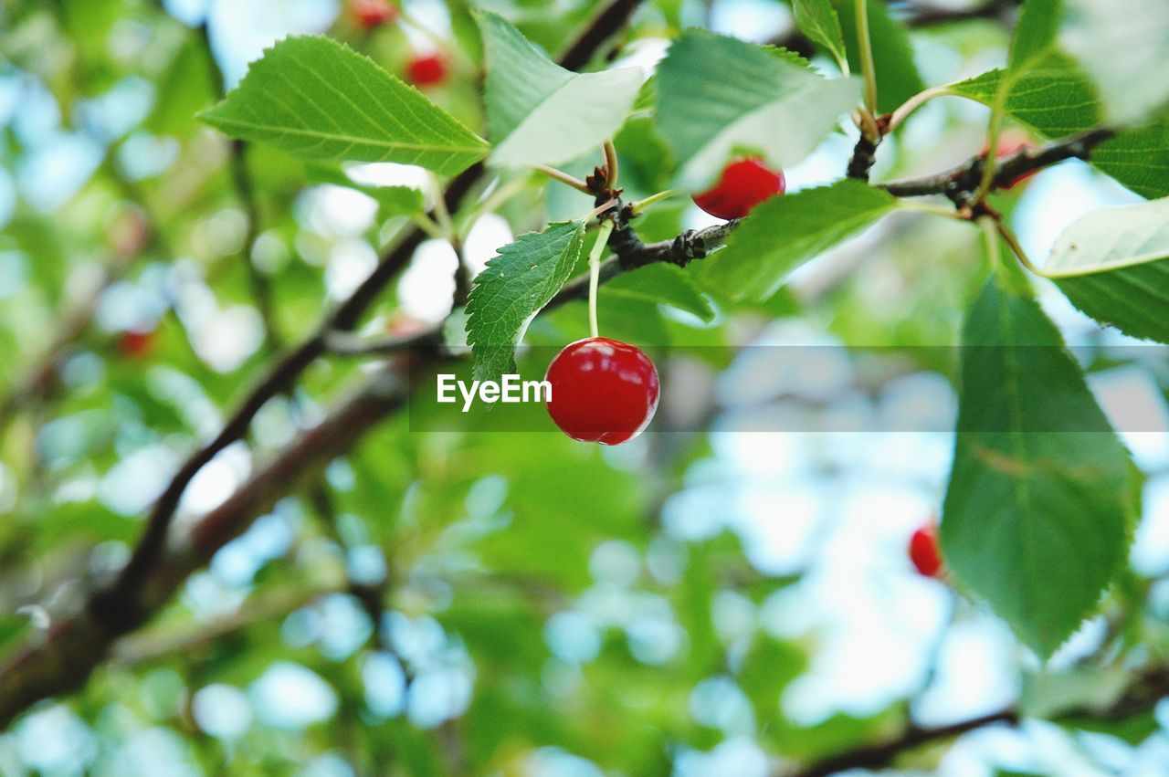 CLOSE-UP OF CHERRIES GROWING ON TREE