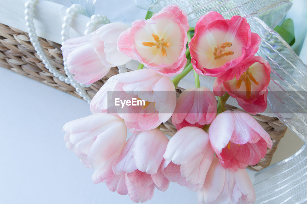 Close-up of fresh pink flowers