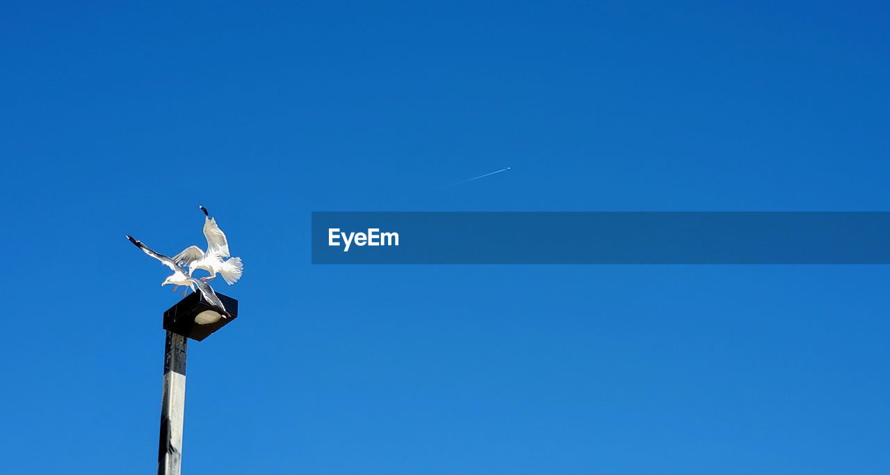 Low angle view of seagull against clear blue sky