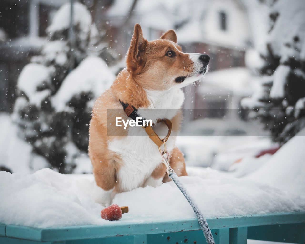 DOG LOOKING AWAY ON SNOW COVERED LANDSCAPE