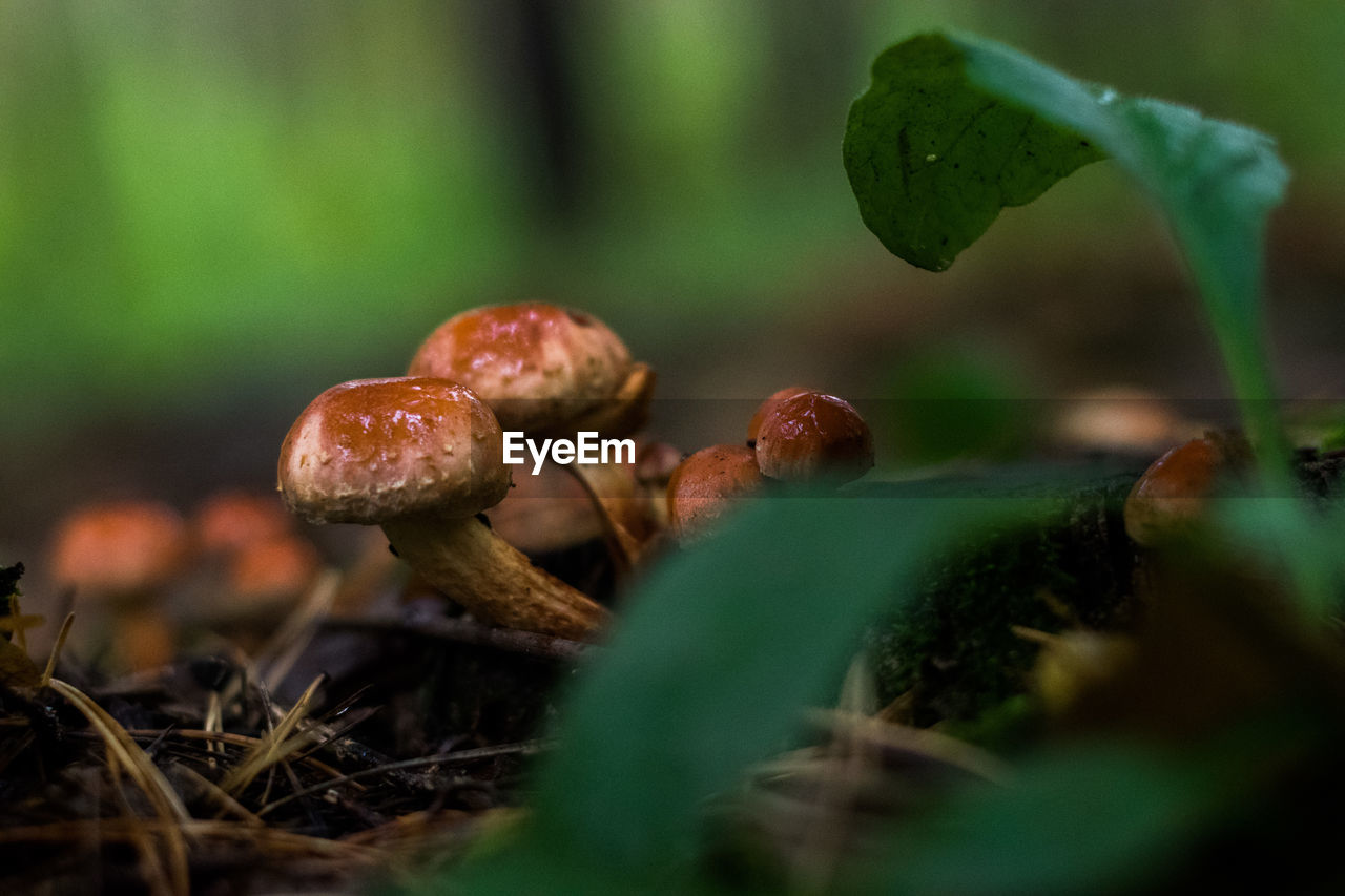 CLOSE-UP OF MUSHROOMS ON PLANT