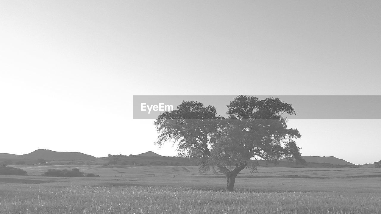 SINGLE TREE BY LANDSCAPE AGAINST CLEAR SKY