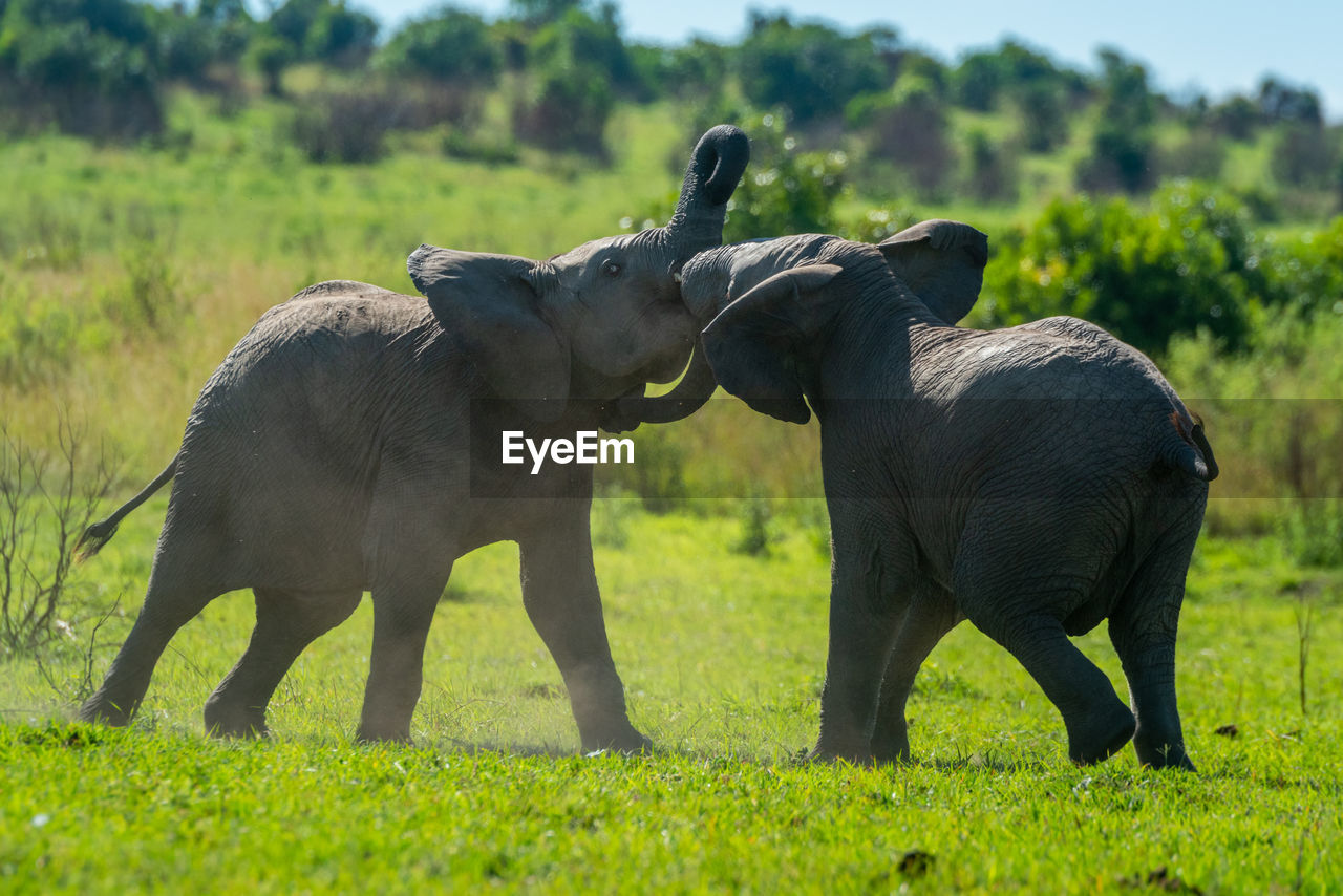 Two young elephants play fight on grassland