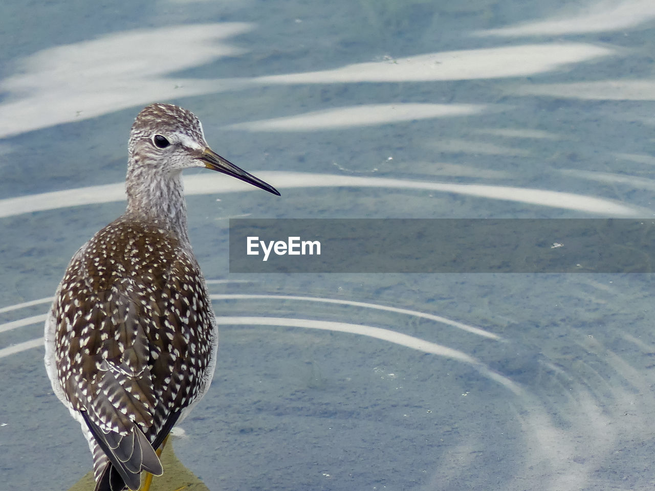 HIGH ANGLE VIEW OF BIRD ON LAKE