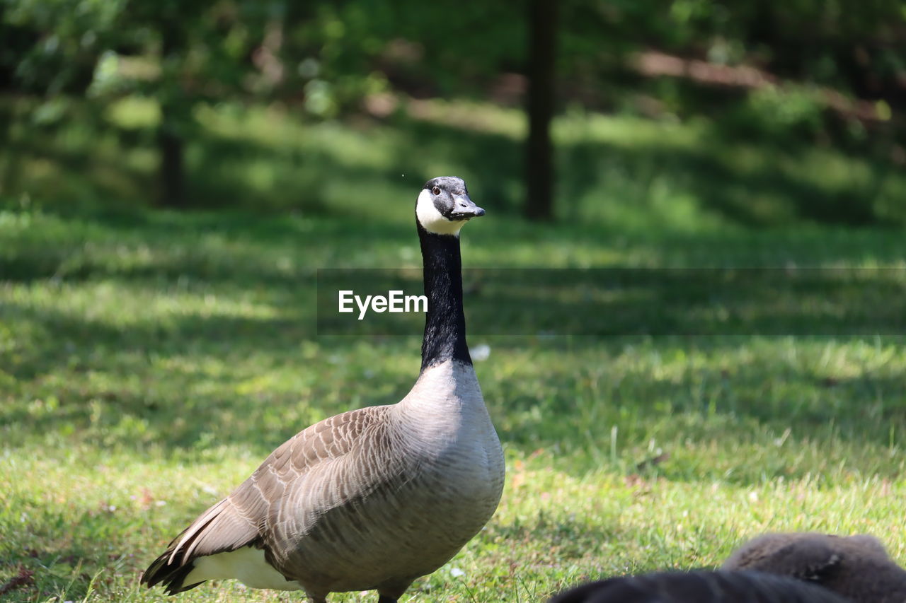 animal themes, animal, bird, animal wildlife, wildlife, goose, grass, ducks, geese and swans, nature, water bird, plant, beak, no people, group of animals, canada goose, land, duck, fowl, day, outdoors, field, focus on foreground, green, sunlight