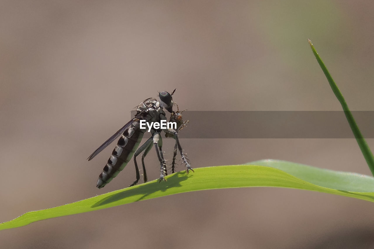 Close-up of insects on plant