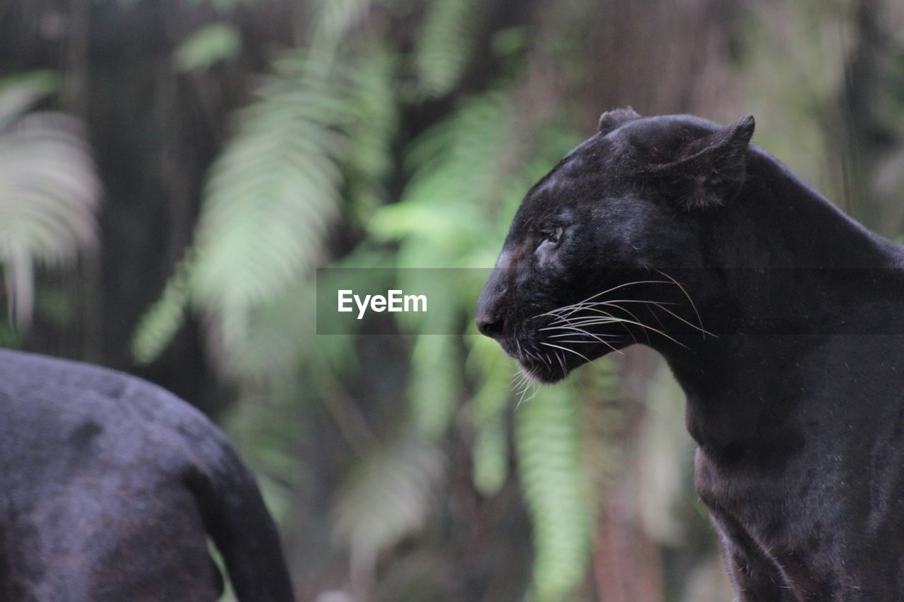 Close-up of black leopard at forest