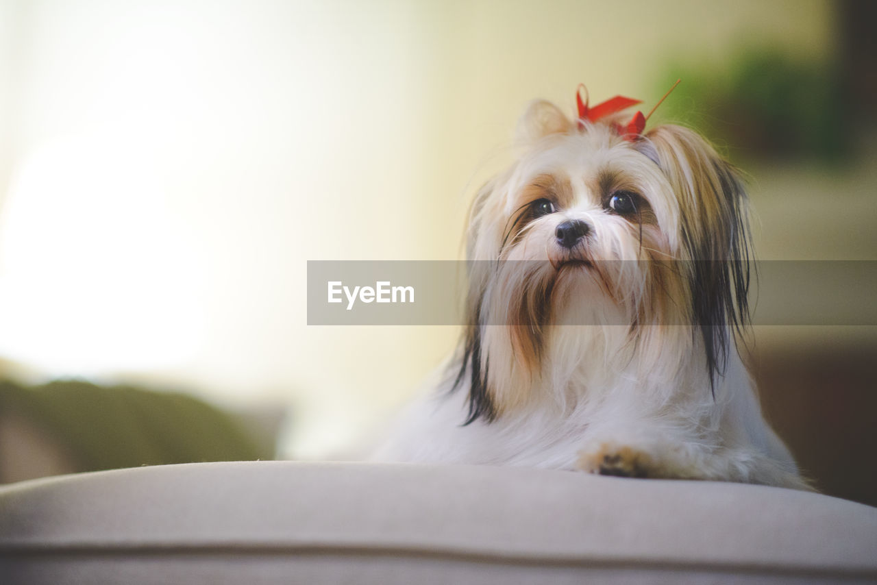 Close-up portrait of dog