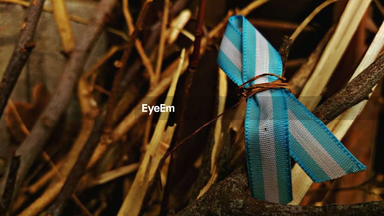 Close-up of ribbon tied on plants